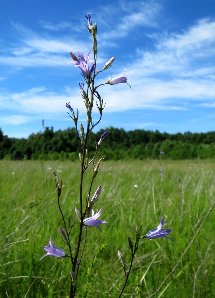 Rapunzel-Glockenblume (Campanula rapunculus) in den Horststückern im Landschaftsschutzgebiet „Hockenheimer Rheinbogen“