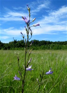 Rapunzel-Glockenblume (Campanula rapunculus) in den Horststückern im Landschaftsschutzgebiet „Hockenheimer Rheinbogen“