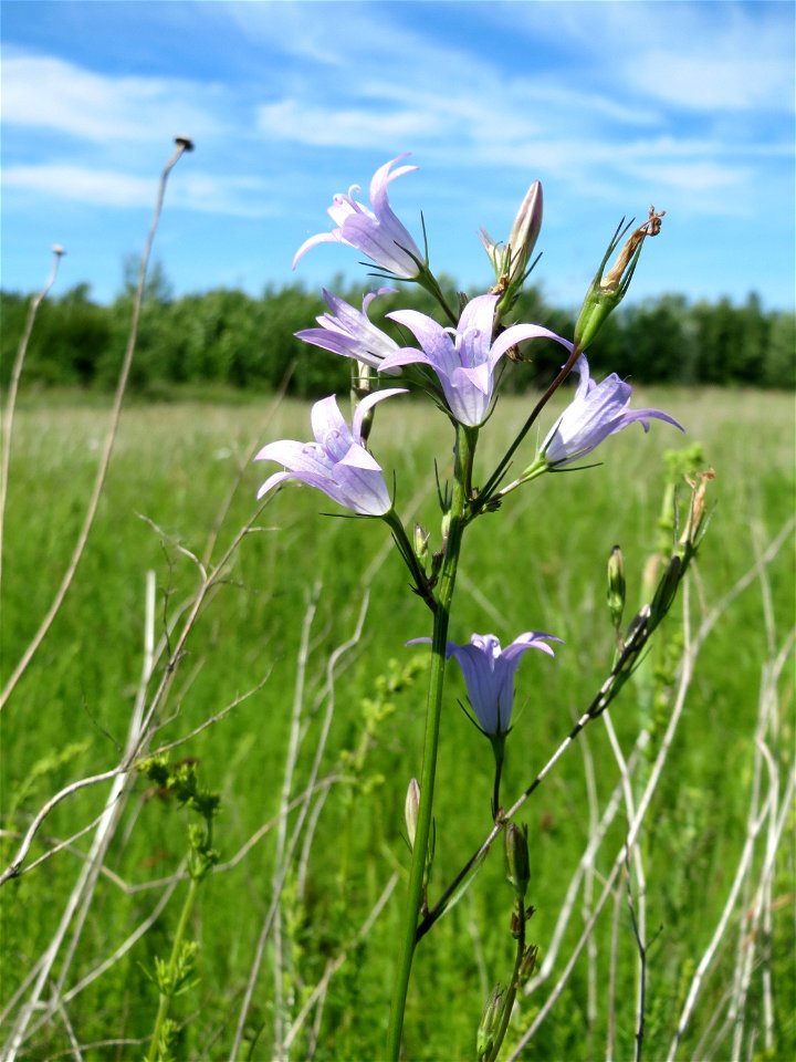 Rapunzel-Glockenblume (Campanula rapunculus) in den Horststückern im Landschaftsschutzgebiet „Hockenheimer Rheinbogen“