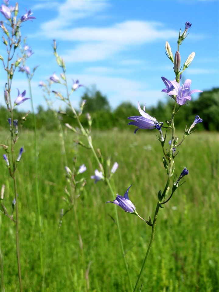 Rapunzel-Glockenblume (Campanula rapunculus) in den Horststückern im Landschaftsschutzgebiet „Hockenheimer Rheinbogen“