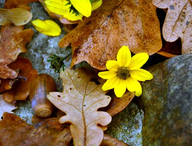 Floral daisy yellow