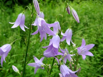 Rapunzel-Glockenblume (Campanula rapunculus) im Naturschutzgebiet „St. Arnualer Wiesen“