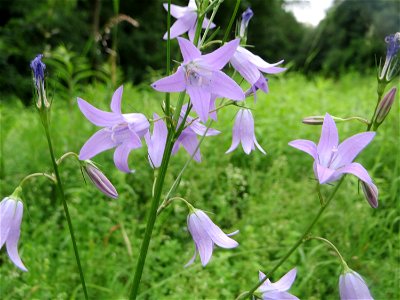 Rapunzel-Glockenblume (Campanula rapunculus) im Naturschutzgebiet „St. Arnualer Wiesen“