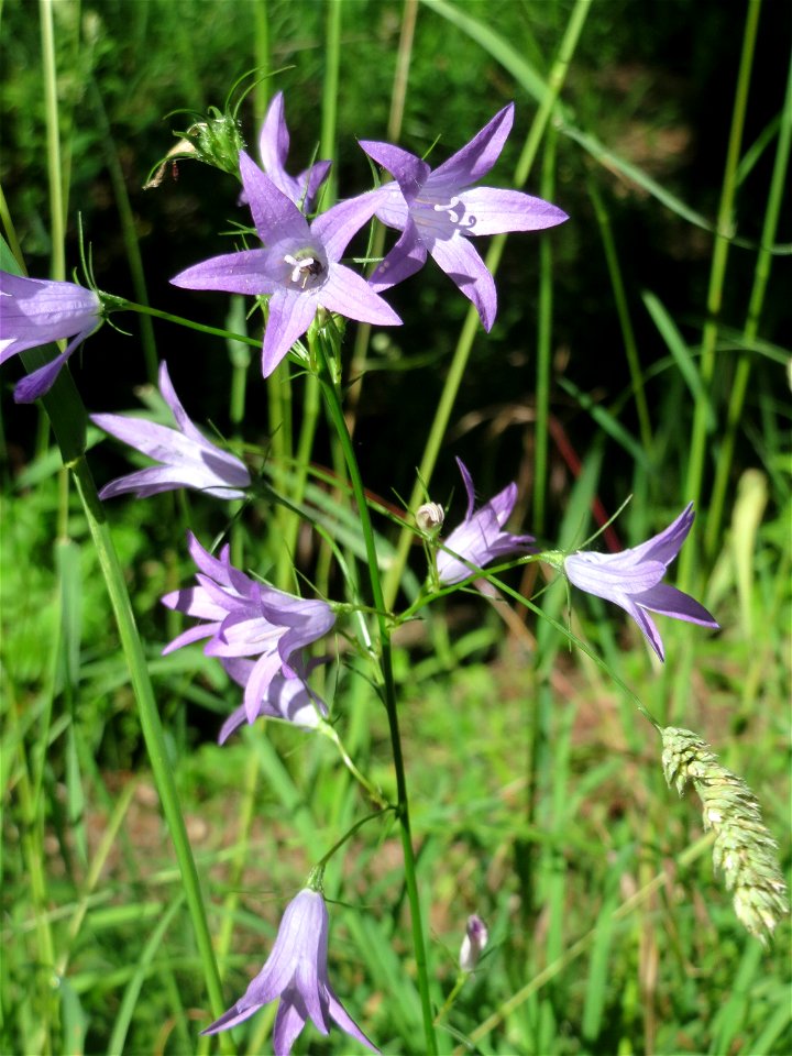 Rapunzel-Glockenblume (Campanula rapunculus) im Almet in Sankt Arnual