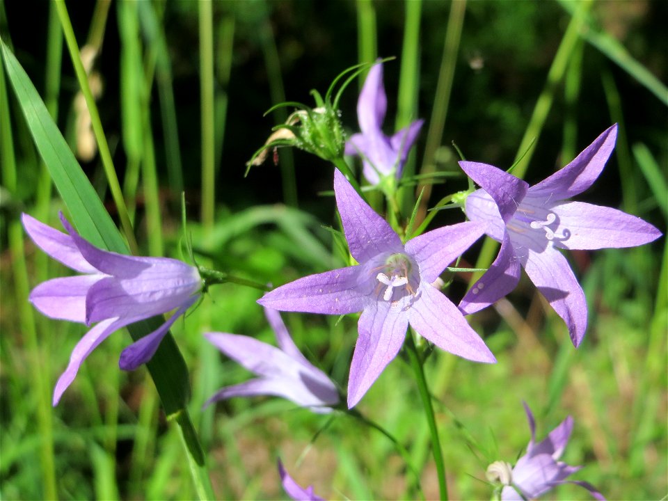 Rapunzel-Glockenblume (Campanula rapunculus) im Almet in Sankt Arnual