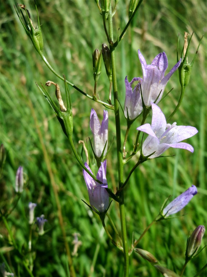 Rapunzel-Glockenblume (Campanula rapunculus) im Landschaftsschutzgebiet „Tabakmühlental - Oberster Weiher“ im Almet in Sankt Arnual