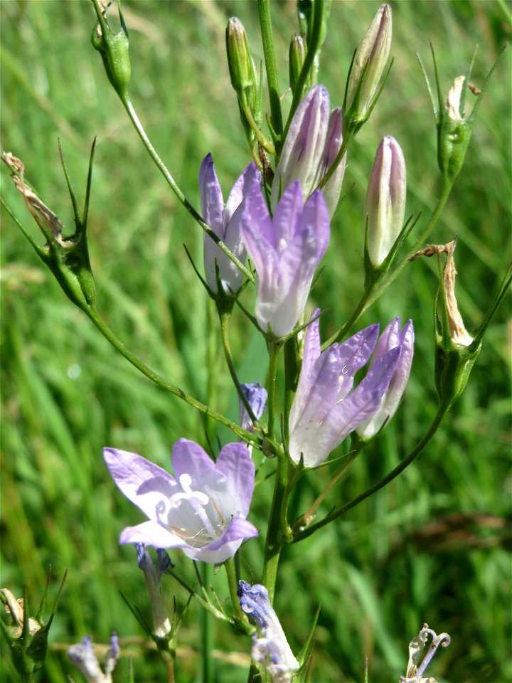 Rapunzel-Glockenblume (Campanula rapunculus) im Landschaftsschutzgebiet „Tabakmühlental - Oberster Weiher“ im Almet in Sankt Arnual