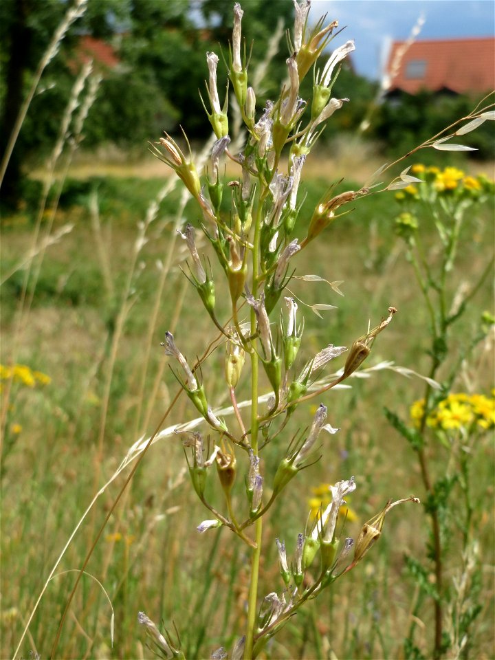 Rapunzel-Glockenblume (Campanula rapunculus) auf einer Streuobstwiese in Hockenheim