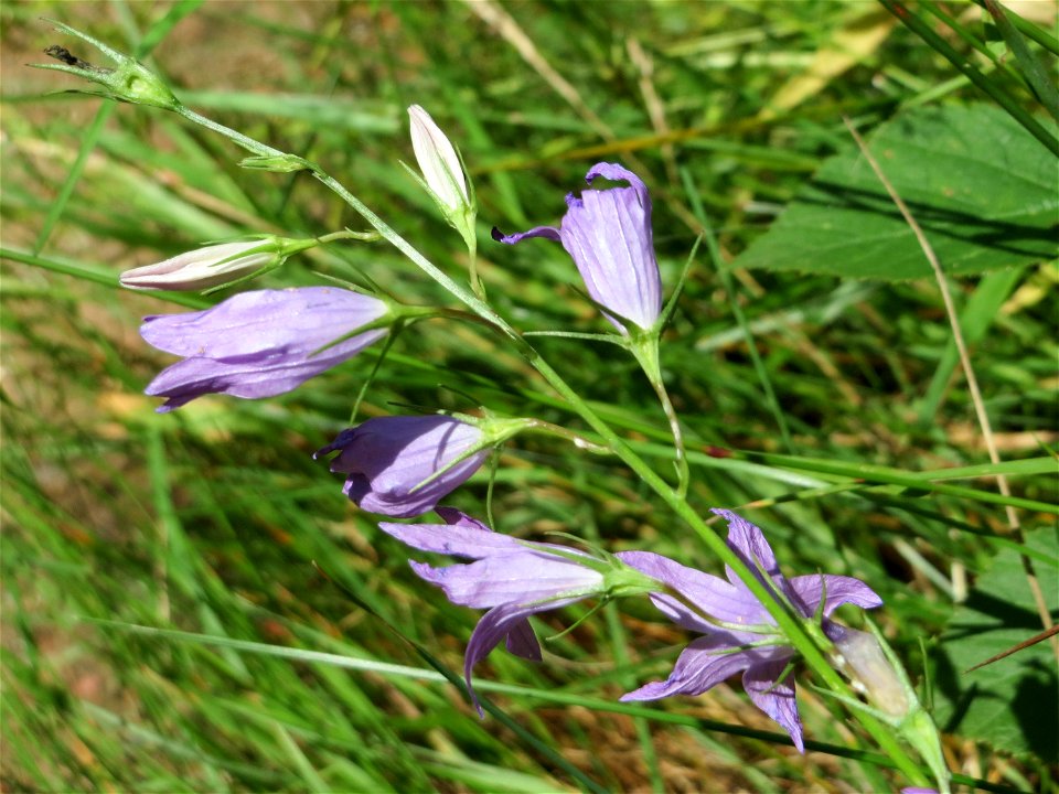 Rapunzel-Glockenblume (Campanula rapunculus) im Almet in Sankt Arnual