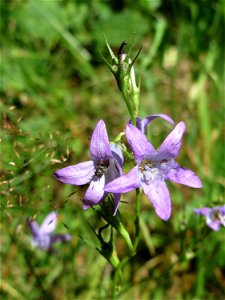 Rapunzel-Glockenblume (Campanula rapunculus) im Almet in Sankt Arnual