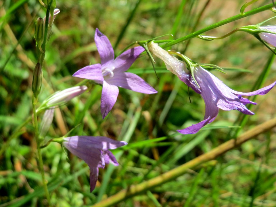 Rapunzel-Glockenblume (Campanula rapunculus) im Almet in Sankt Arnual