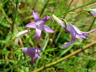 Rapunzel-Glockenblume (Campanula rapunculus) im Almet in Sankt Arnual