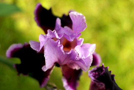 Garden flower iris photo