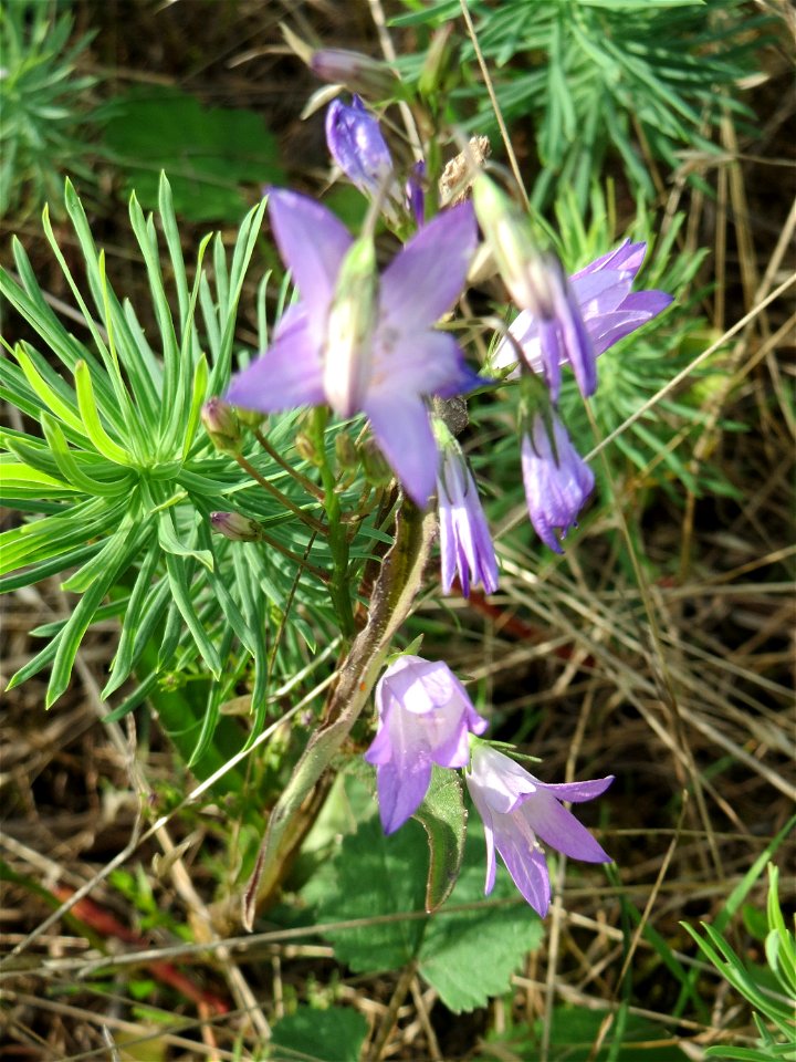 Rapunzel-Glockenblume (Campanula rapunculus) in Kirschheck/Heinrichshaus