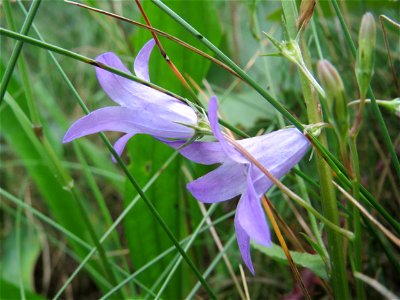 Rapunzel-Glockenblume (Campanula rapunculus) in der Schwetzinger Hardt - diese Glockenblume blüht normalerweise im Frühsommer, im Wald (dort seltener als Campanula rotundifolia) kommt sie aber auch sp