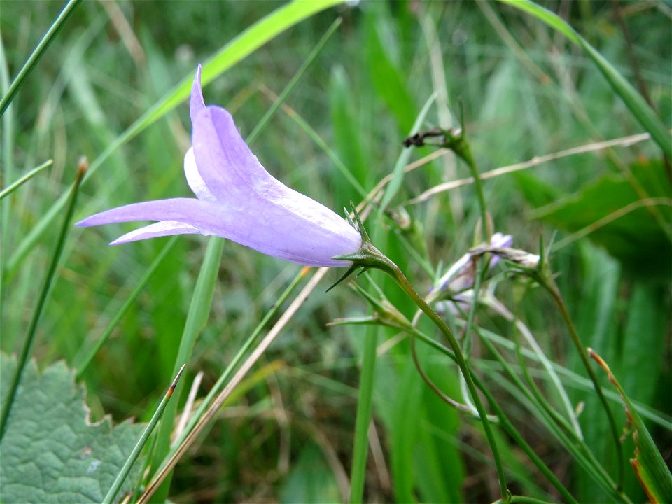 Rapunzel-Glockenblume (Campanula rapunculus) in der Schwetzinger Hardt - diese Glockenblume blüht normalerweise im Frühsommer, im Wald (dort seltener als Campanula rotundifolia) kommt sie aber auch sp