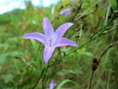 Rapunzel-Glockenblume (Campanula rapunculus) in der Schwetzinger Hardt - diese Glockenblume blüht normalerweise im Frühsommer, im Wald (dort seltener als Campanula rotundifolia) kommt sie aber auch sp