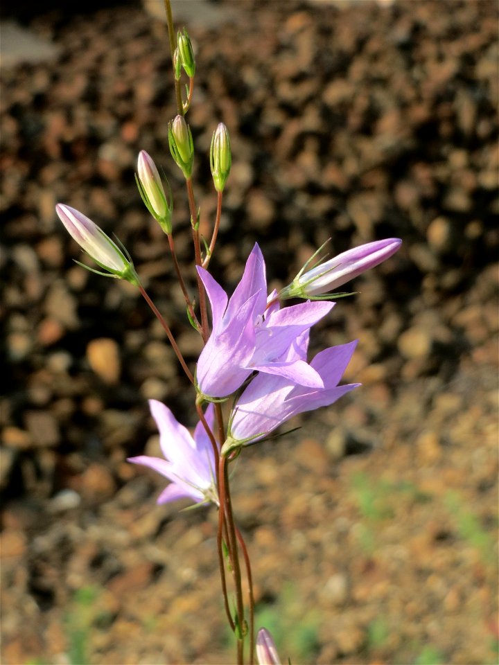 Rapunzel-Glockenblume (Campanula rapunculus) an einem Randstreifen der Rheinbahn in der Schwetzinger Hardt