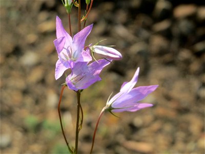 Rapunzel-Glockenblume (Campanula rapunculus) an einem Randstreifen der Rheinbahn in der Schwetzinger Hardt