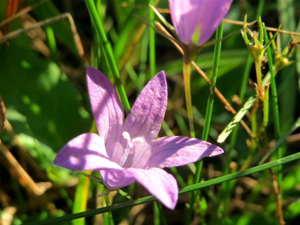 Rapunzel-Glockenblume (Campanula rapunculus) in der Schwetzinger Hardt - diese Glockenblume blüht normalerweise im Frühsommer, im Wald (dort seltener als Campanula rotundifolia) kommt sie aber auch bi