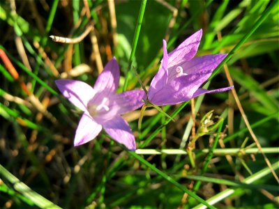 Rapunzel-Glockenblume (Campanula rapunculus) in der Schwetzinger Hardt - diese Glockenblume blüht normalerweise im Frühsommer, im Wald (dort seltener als Campanula rotundifolia) kommt sie aber auch bi