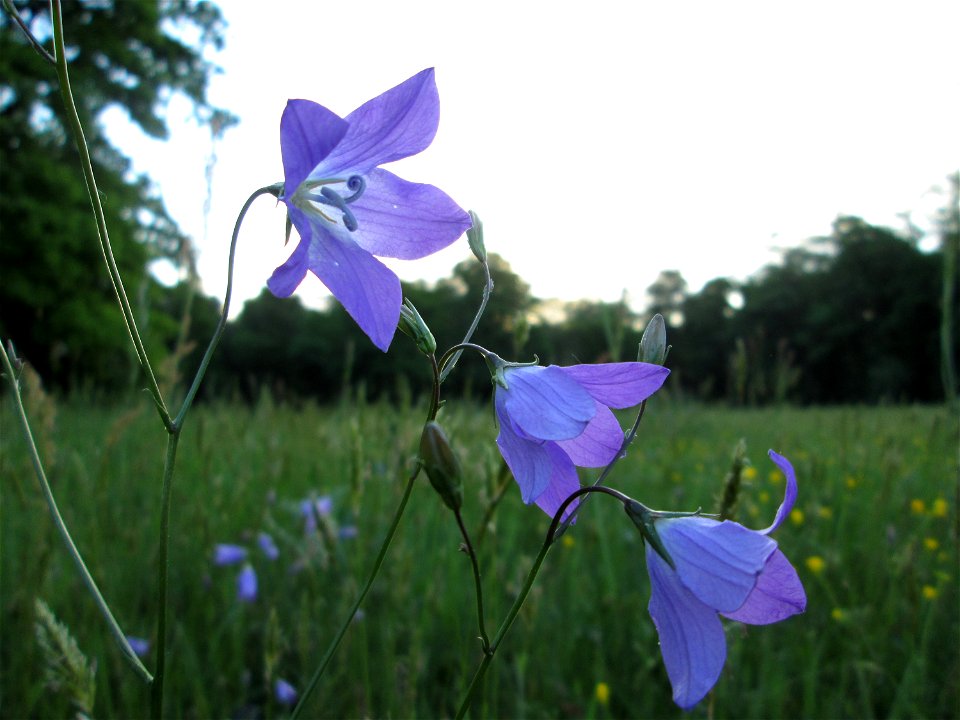 Wiesen-Glockenblume (Campanula patula) im Landschaftsschutsgebiet „Saalbachniederung“ bei Bruchsal