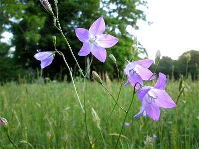Wiesen-Glockenblume (Campanula patula) im Landschaftsschutsgebiet „Saalbachniederung“ bei Bruchsal
