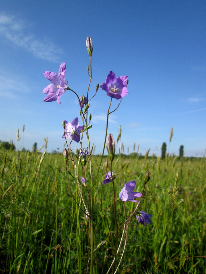 Rapunzel-Glockenblume (Campanula rapunculus) im Landschaftsschutsgebiet „Saalbachniederung“ bei Bruchsal