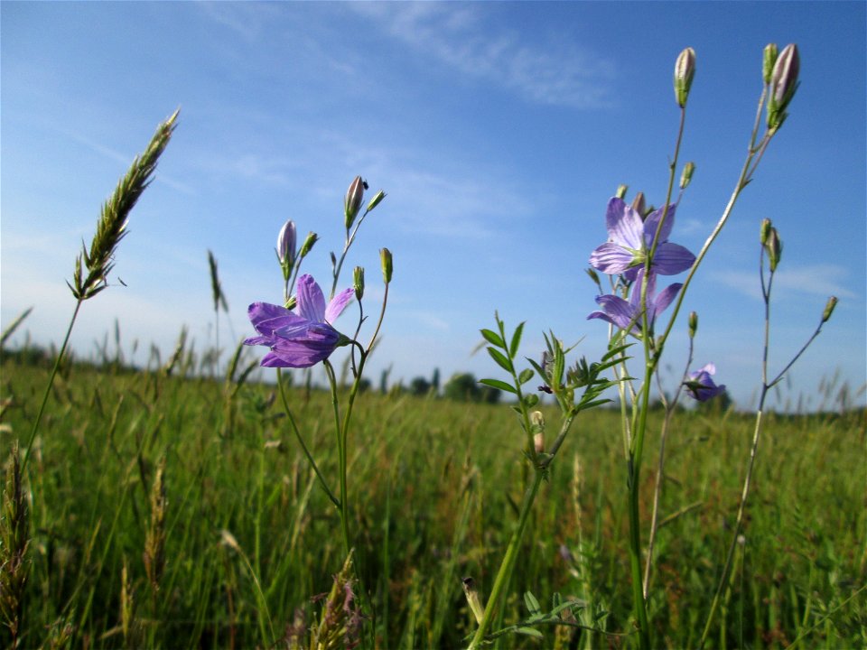 Rapunzel-Glockenblume (Campanula rapunculus) im Landschaftsschutsgebiet „Saalbachniederung“ bei Bruchsal
