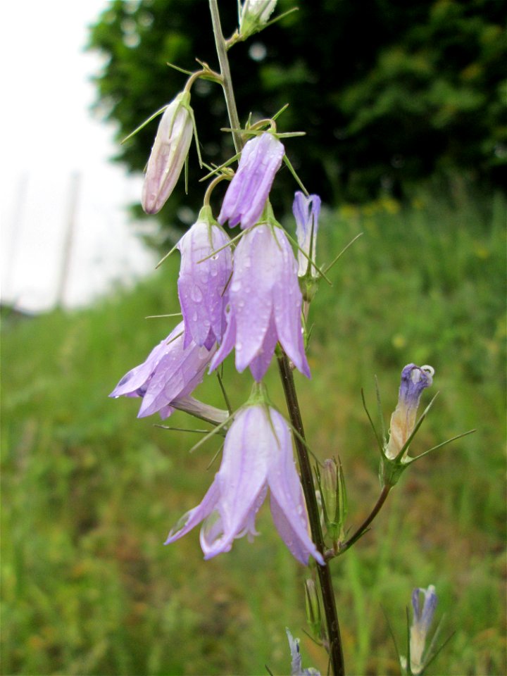 Rapunzel-Glockenblume (Campanula rapunculus) am Osthafen Saarbrücken