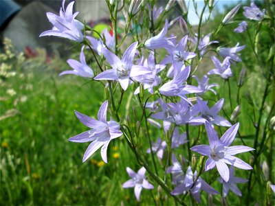 Rapunzel-Glockenblume (Campanula rapunculus) am Osthafen Saarbrücken