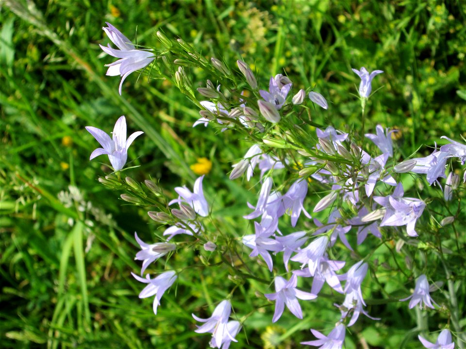 Rapunzel-Glockenblume (Campanula rapunculus) am Osthafen Saarbrücken