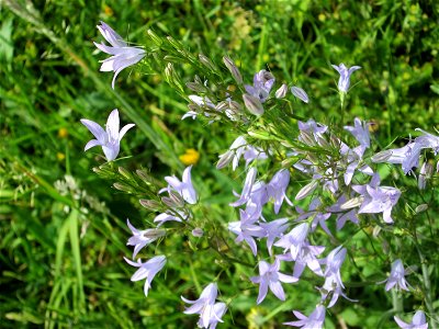 Rapunzel-Glockenblume (Campanula rapunculus) am Osthafen Saarbrücken