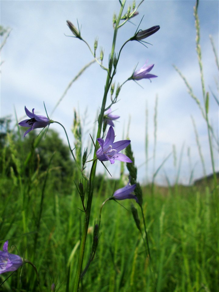 Rapunzel-Glockenblume (Campanula rapunculus) im Naturschutzgebiet „St. Arnualer Wiesen“