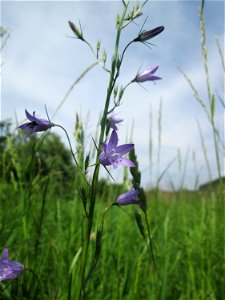 Rapunzel-Glockenblume (Campanula rapunculus) im Naturschutzgebiet „St. Arnualer Wiesen“