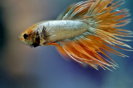 Fishy tropical exotic