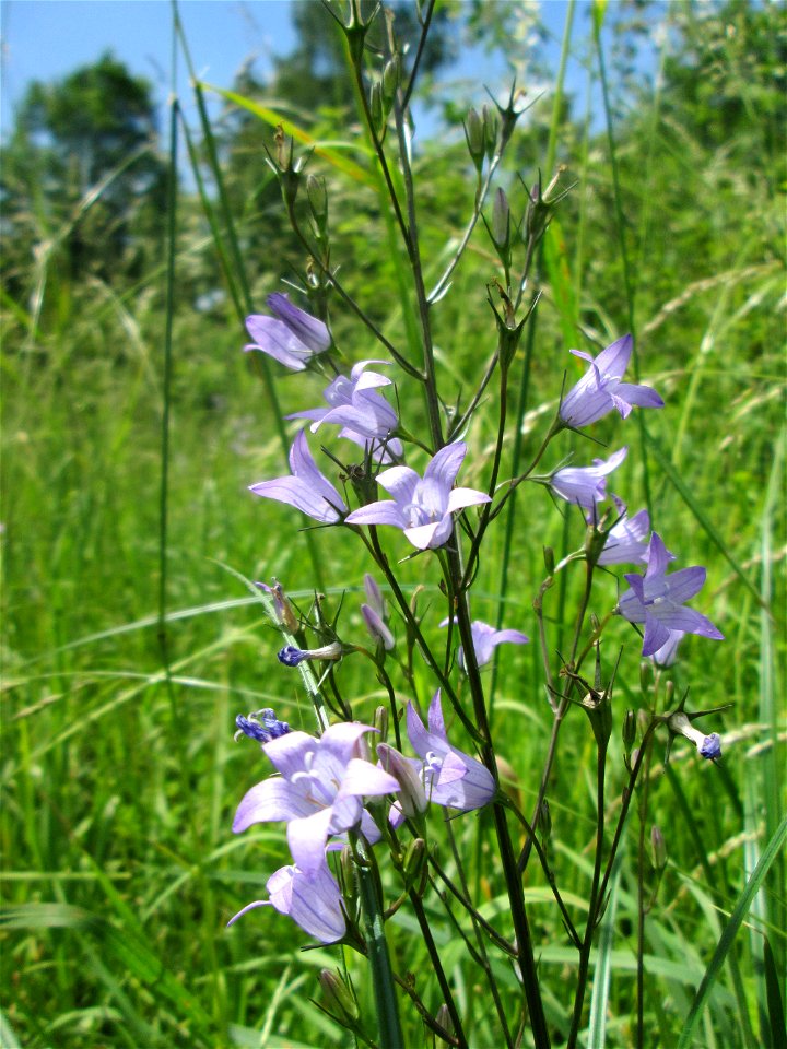 Rapunzel-Glockenblume (Campanula rapunculus) im Naturschutzgebiet „St. Arnualer Wiesen“