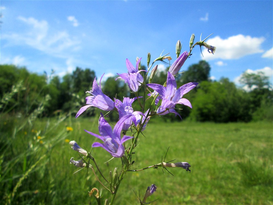 Rapunzel-Glockenblume (Campanula rapunculus) im Naturschutzgebiet „St. Arnualer Wiesen“