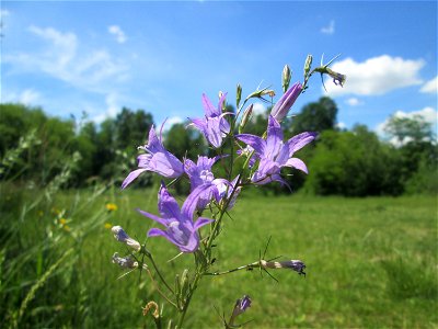 Rapunzel-Glockenblume (Campanula rapunculus) im Naturschutzgebiet „St. Arnualer Wiesen“