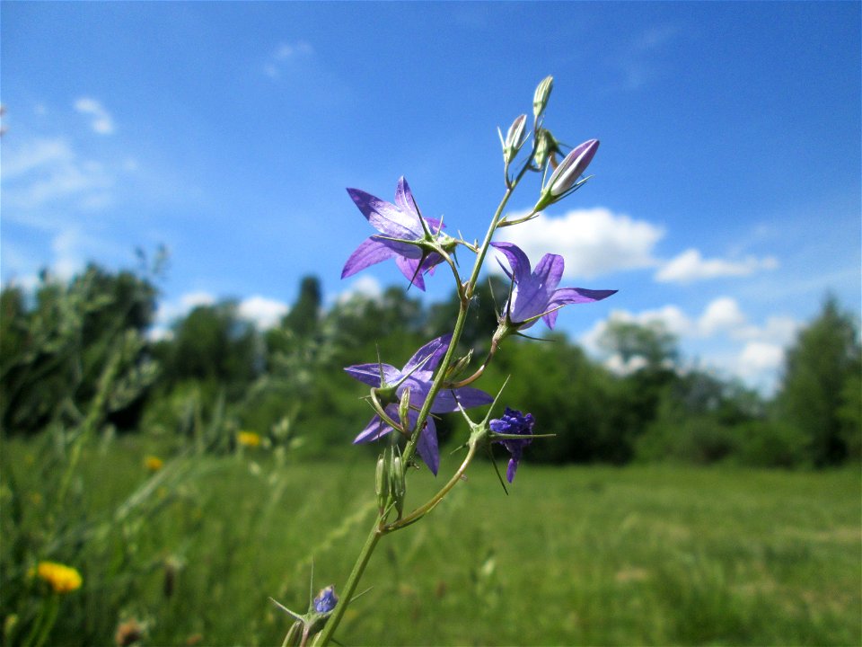 Rapunzel-Glockenblume (Campanula rapunculus) im Naturschutzgebiet „St. Arnualer Wiesen“