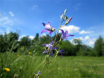 Rapunzel-Glockenblume (Campanula rapunculus) im Naturschutzgebiet „St. Arnualer Wiesen“