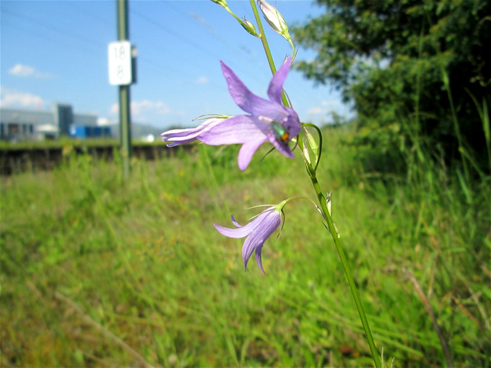 Rapunzel-Glockenblume (Campanula rapunculus) am Bahnhof Bruchmühlbach-Miesau