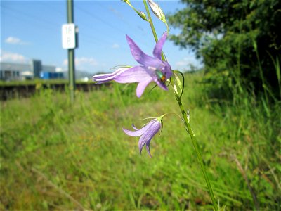 Rapunzel-Glockenblume (Campanula rapunculus) am Bahnhof Bruchmühlbach-Miesau