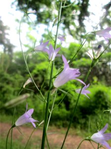 Rapunzel-Glockenblume (Campanula rapunculus) in der Schwetzinger Hardt