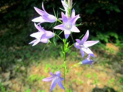 Rapunzel-Glockenblume (Campanula rapunculus) in der Schwetzinger Hardt