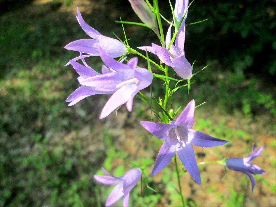 Rapunzel-Glockenblume (Campanula rapunculus) in der Schwetzinger Hardt