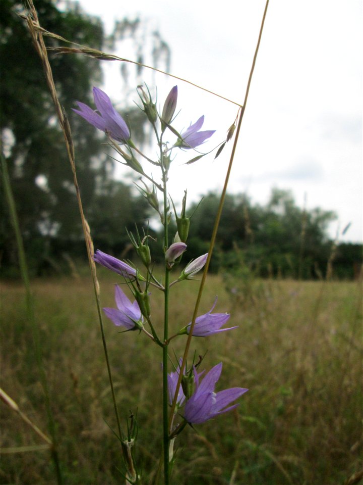 Rapunzel-Glockenblume (Campanula rapunculus) auf einer Streuobstwiese in Hockenheim