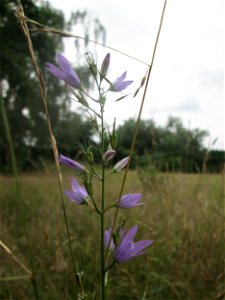 Rapunzel-Glockenblume (Campanula rapunculus) auf einer Streuobstwiese in Hockenheim