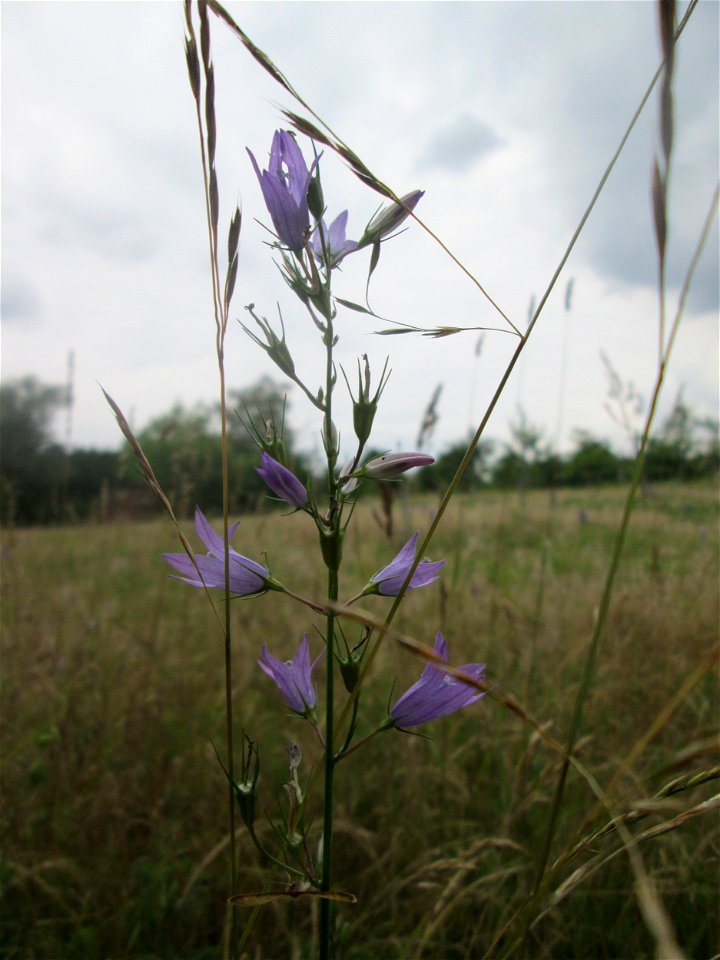 Rapunzel-Glockenblume (Campanula rapunculus) auf einer Streuobstwiese in Hockenheim