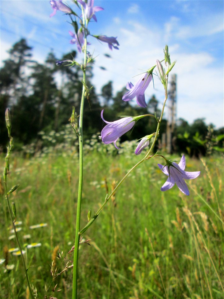 Rapunzel-Glockenblume (Campanula rapunculus) an einer kleinen Binnendüne am Randstreifen der Rheinbahn in der Schwetzinger Hardt